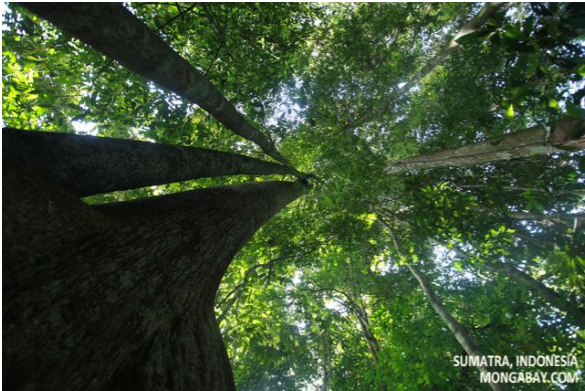 Canopy of forests type of forests class 7 notes forest our lifeline class 7 notes