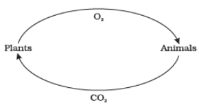 green lungs Stratification of Forests type of forests class 7 notes forest our lifeline class 7 notes