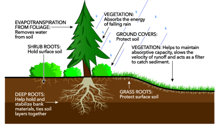 soil erosion in forests Stratification of Forests type of forests class 7 notes forest our lifeline class 7 notes