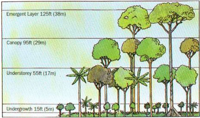 Stratification of Forests type of forests class 7 notes forest our lifeline class 7 notes