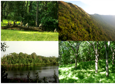 type of forests class 7 notes forest our lifeline class 7 notes